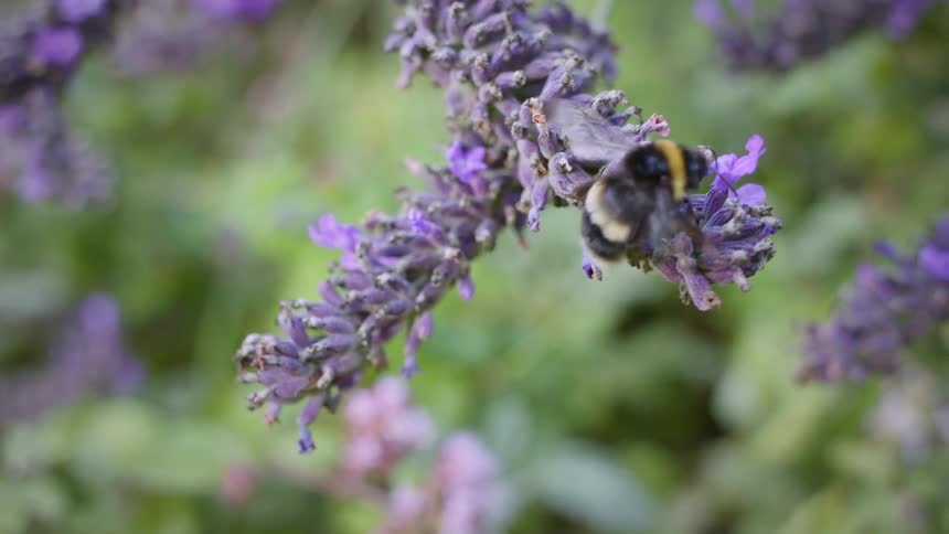 Bee collects nectar on clusters of purple flowers