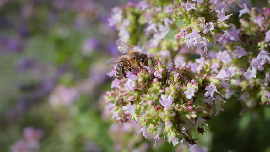 A honey bee moving on a cluster of small pale purple and white flowers under bright daylight