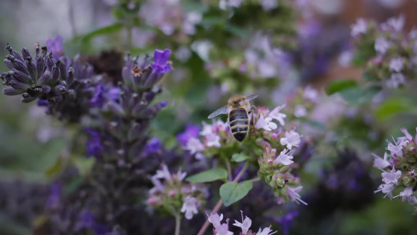 A closeup shot of a honey bee busily pollinating a cluster of purple and white flowers in a garden