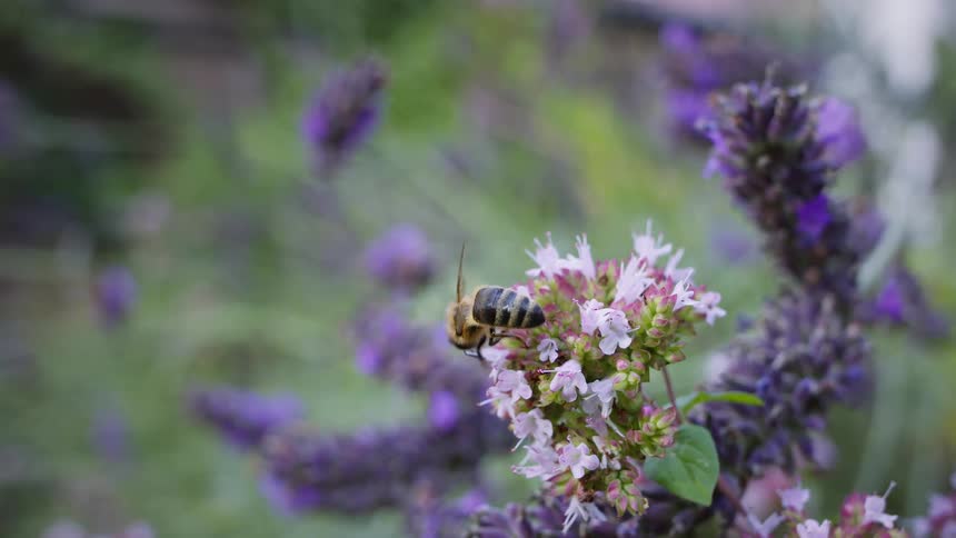 The bee is pollinating the flowers