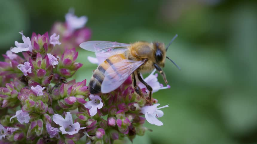 The video shows a honeybee with a striped yellow and black body on a cluster of small pink and white flowers it is seen moving its legs and antennae while perched on the blooms