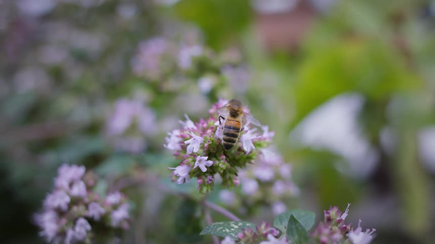 The video shows a closeup shot of a honeybee on a cluster of small pink and white flowers the bee is actively moving its head and legs as if collecting pollen