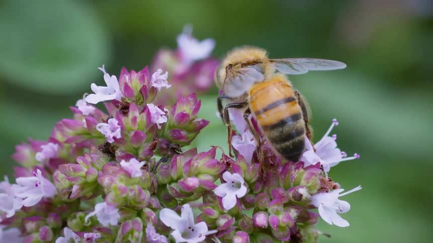 A very close steady view shows a honey bee with yellow and black stripes and translucent wings with dark veins gathering pollen from a cluster of small pink and white flowers