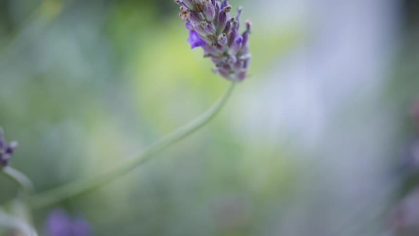 The video shows a closeup of a fuzzy yellow and black bumblebee on a purple lavender flower the bee moves around on the flower and then flies away from the top of the frame