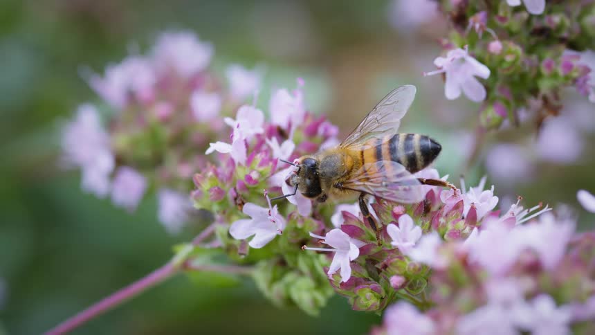 Honey bee taking nectar from flowers