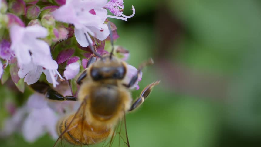 A honey bee foraging on a pink and white flowering plant against a soft outoffocus background