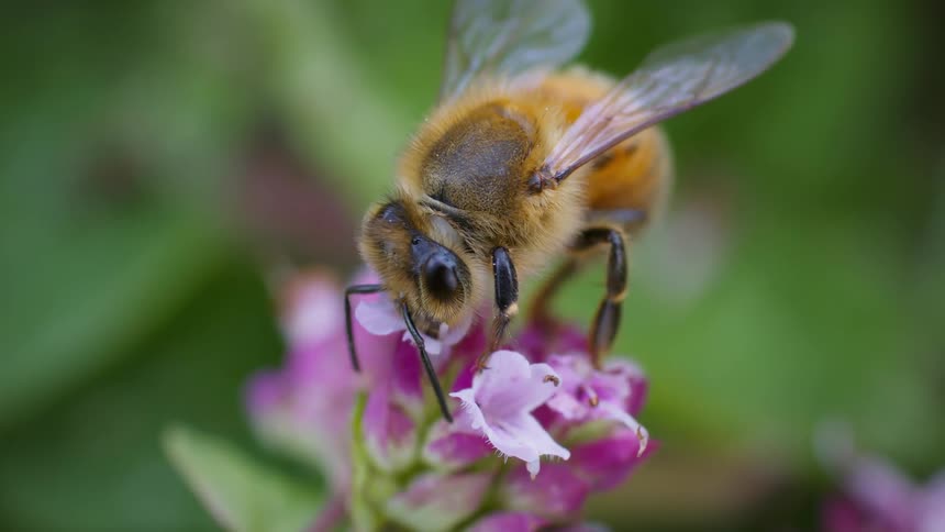A honey bee gathers nectar and pollen from flowers in the woods at midday