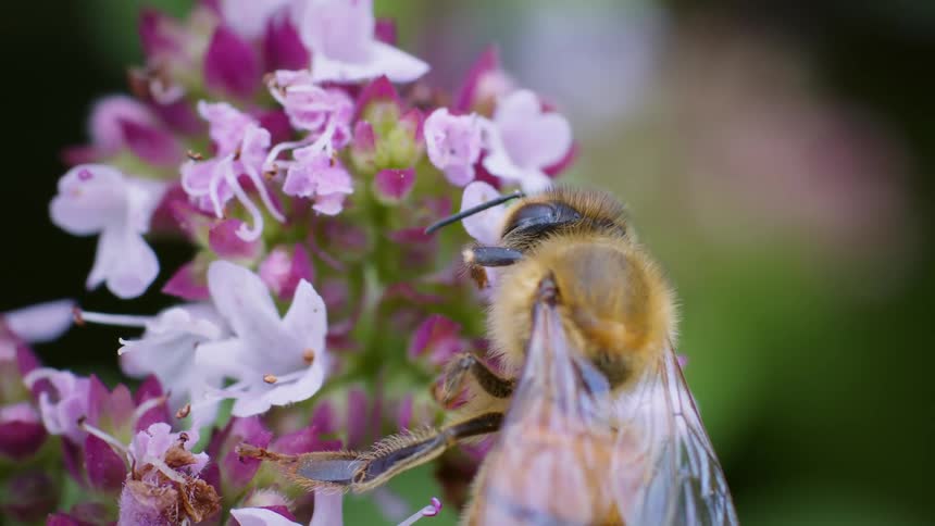 Honeybee with yellow and black stripes on a pink and white flower