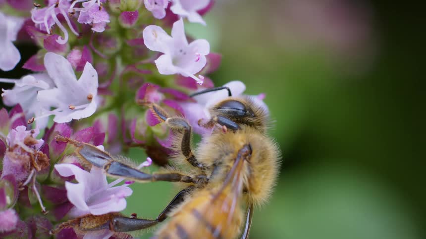Bee collects nectar from small pink and white flowers