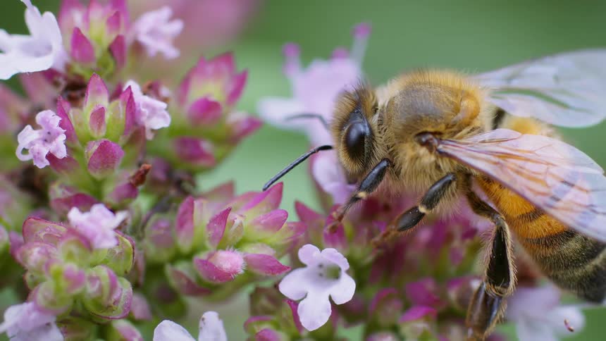 A macro closeup shot of a bee with a fuzzy body as it drinks nectar and climbs on a cluster of small pink and white flowers
