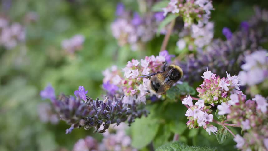 A steady view shows a bumble bee with a furry black and yellow body gathering pollen from a cluster of small purple and white flowers