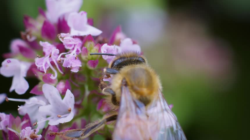 A very close steady view shows a honey bee with yellow and black stripes and translucent wings with dark veins gathering pollen from a cluster of small pink and white flowers