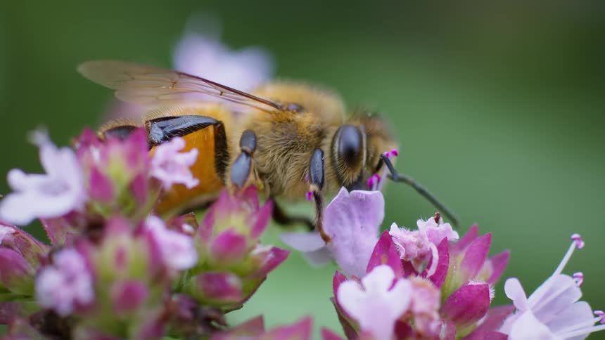 A honeybee pollinates a flowering plant in the wild at midday