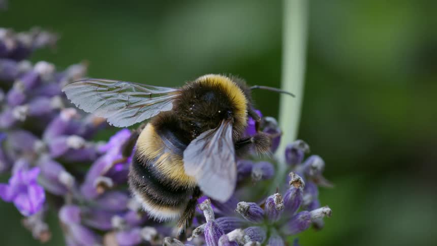 The white-tailed bumblebee flies from the purple lavender flower