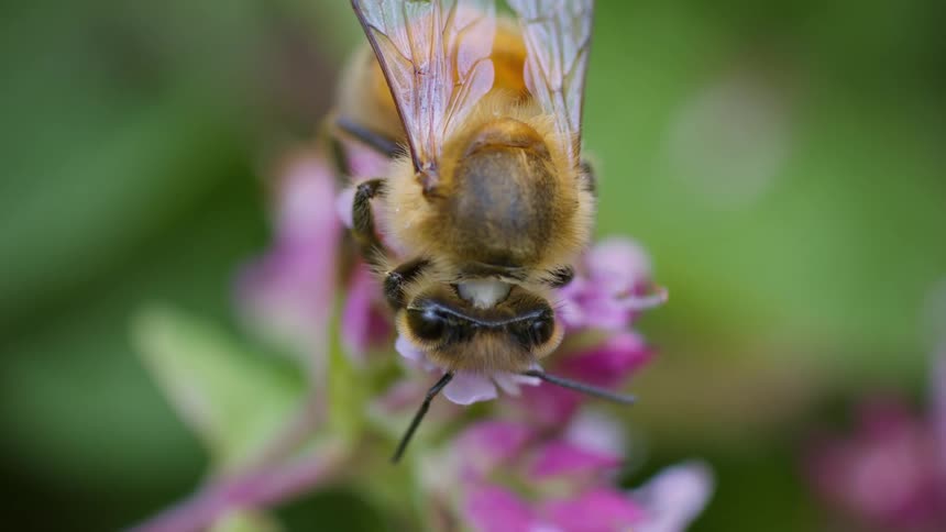 Extreme close up macro view of a honeybee with translucent wings feeding on the nectar of a pink flower