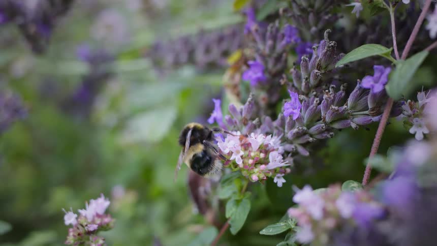A bufftailed bumblebee collects nectar and pollen from lavender flowers in the woods at midday