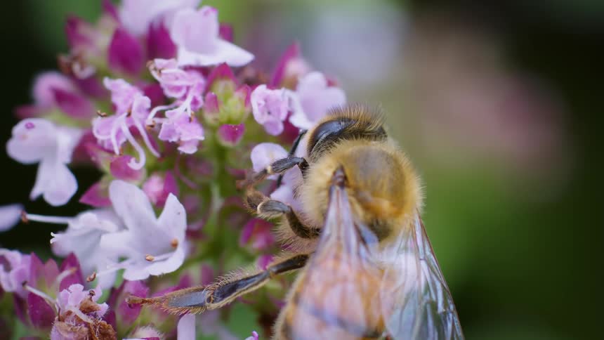 The video shows a closeup shot of a honey bee with a fuzzy brown thorax and a striped abdomen it is perched on a cluster of small pink and white flowers with its legs gripping the petals the bee appears to be foraging and the background is blurry