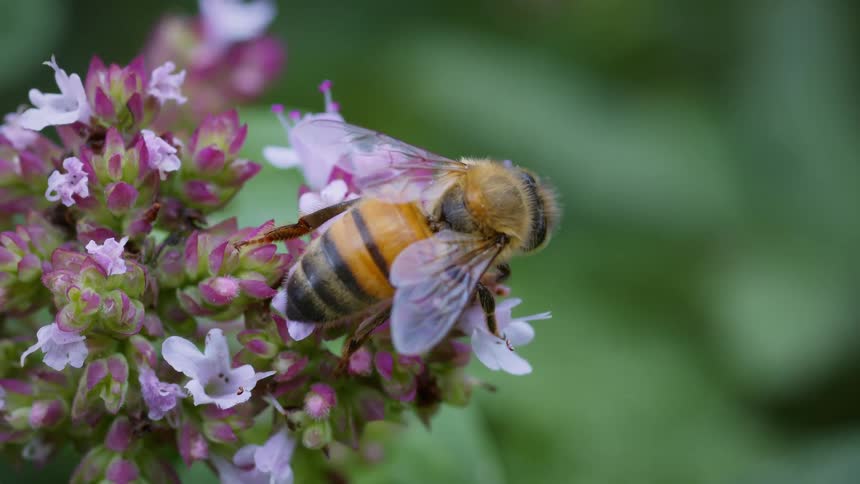 Honey bee with translucent wings perched on lilac and pink flowers