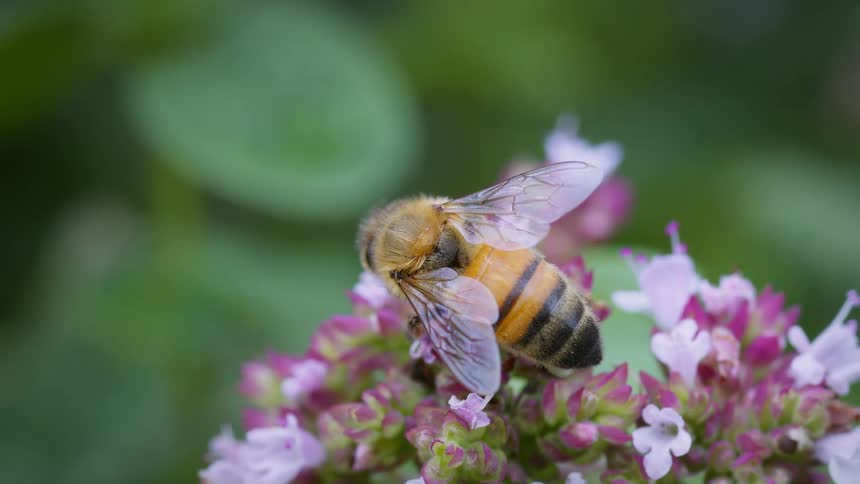 The video shows a detailed closeup of a honeybee with a yellow and black striped body the bee is seen moving around on a cluster of small pink and white flowers