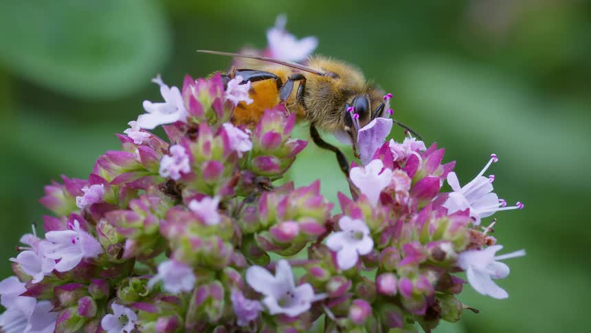 A honeybee with a furry body takes nectar and then meticulously moves across delicate flowers