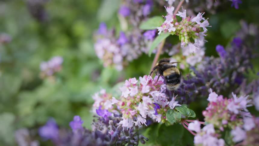 A white tailed bumblebee on a flower likely mint or oregano in the woods at midday