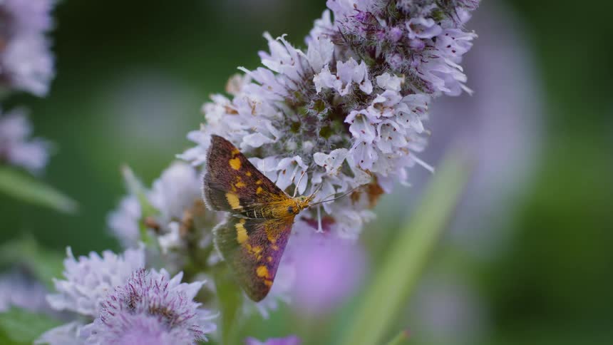 Moth pollinating on small pink flowers outdoors