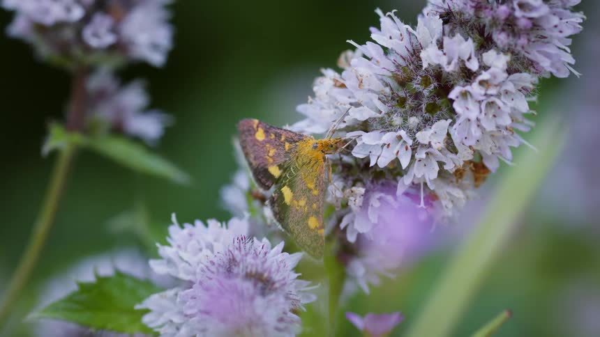 Moth with orange spots takes nectar from lilac flowers
