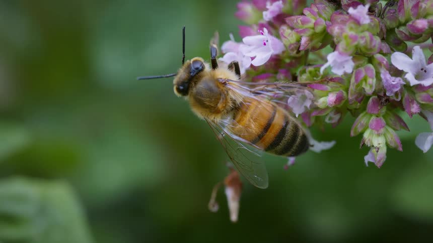 The video shows a honey bee with a striped body and furry thorax clinging to a cluster of small pink and white flowers it is seen moving its legs and antennae while feeding on the flowers the background is out of focus and green