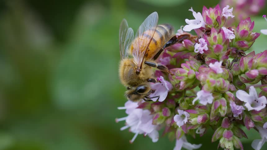 Bee perched on a lilac flower collecting nectar