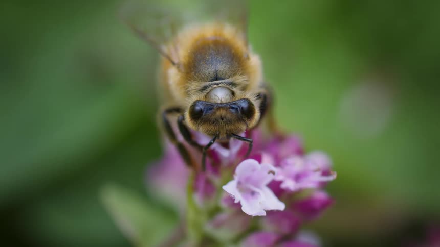 Extreme close up of a bee feeding on pollen and nectar from a flower outdoors during daytime