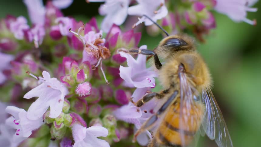 Honey bee walking on a flower with pink petals