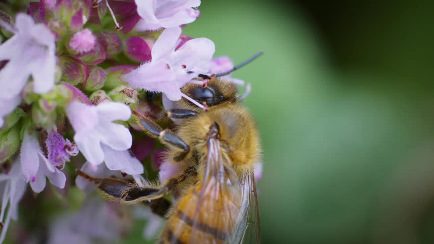Extreme closeup of a bee taking nectar from a flower