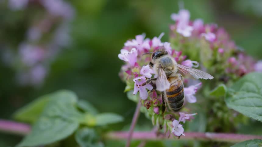 A bee is perched on small pink flowers collecting nectar then crawls on the flower forward