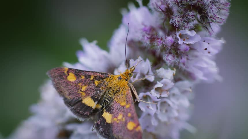 A small purple moth with mottled orange and brown wings rests on pale purple flowers its wings spread open as it feeds on nectar