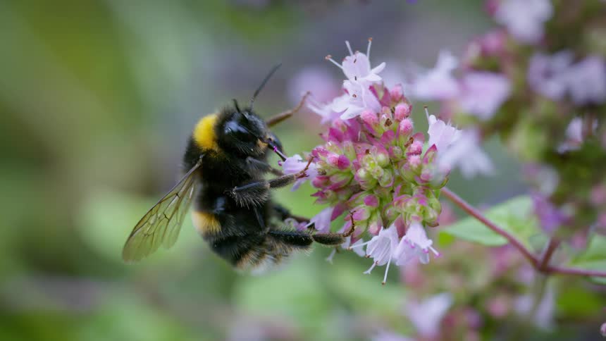 A closeup shot captures a fuzzy bumblebee feeding on the nectar of a cluster of small pink and white flowers then the bee flies away