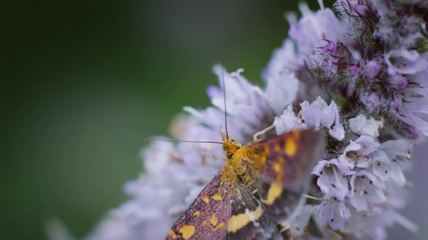 Close up of a multicoloured moth perched on a flower outdoors during daytime