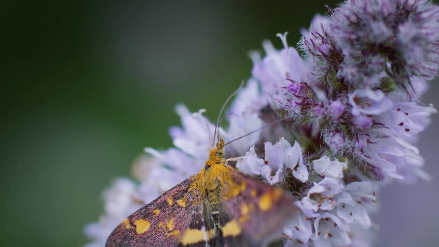 A mint moth with mottled orange and brown wings is feeding on clusters of small white and purple flowers