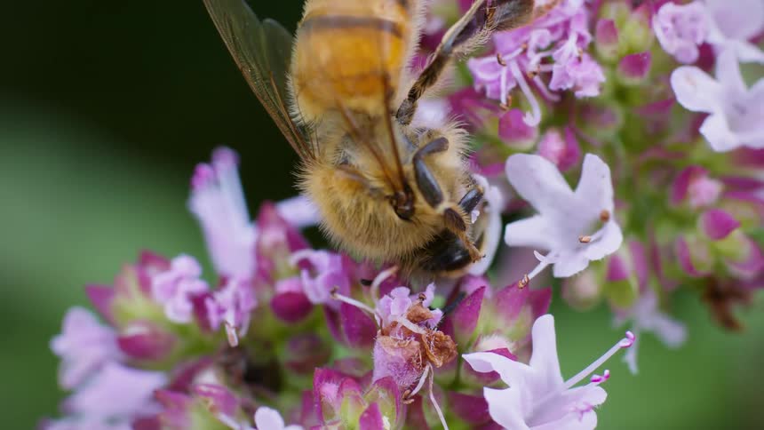 A honey bee with a fuzzy amber colored thorax and striped abdomen actively navigating a cluster of small pink and white flowers