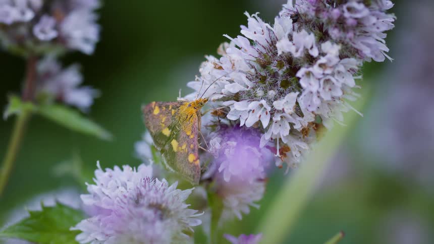 A small yellow and brown moth with intricate patterns on its wings perched on a large fuzzy cluster of pale purple and white flowers
