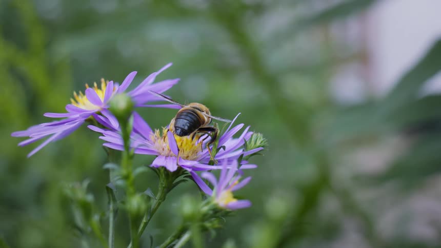 Closeup of a hoverfly on a european michaelmas daisy flower