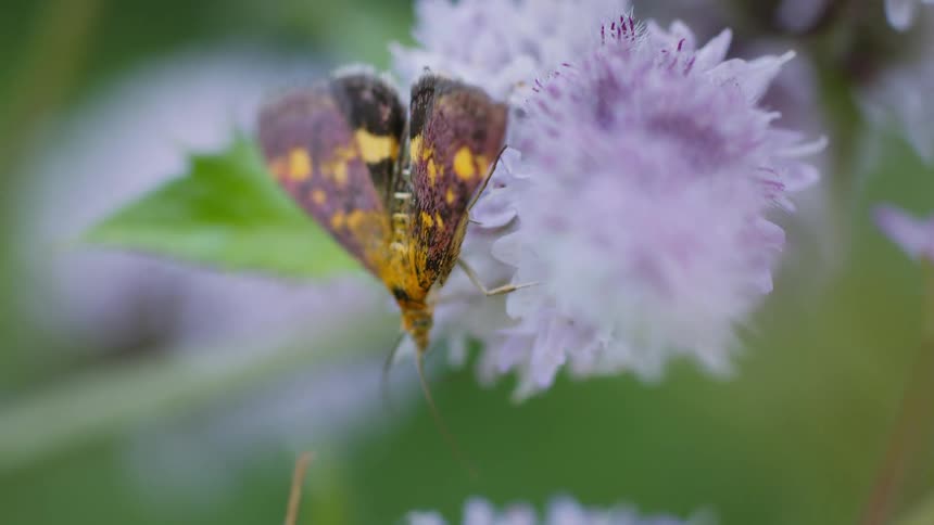 Aggressive fly pushing off a moth as its pollinating from a flower