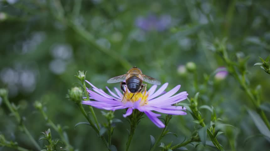 Bee pollinating on a purple daisy then flying off