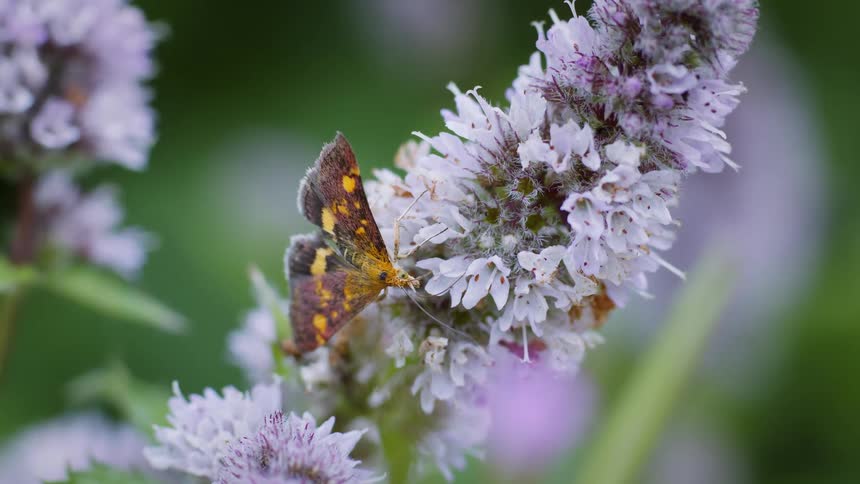 A mint moth roams around a flowering plant in the woods at midday