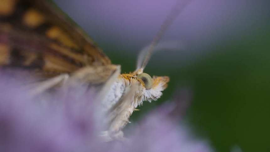 Small moth appears in closeup perched on a flower