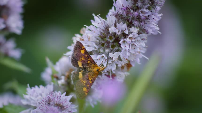The moth is sitting on the flower looking for nectar with proboscis
