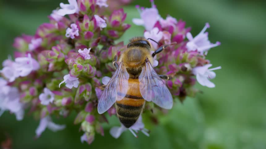 A very close view of a honey bee with yellow and black stripes and translucent wings with dark veins gathering pollen from a cluster of small pink and white flowers