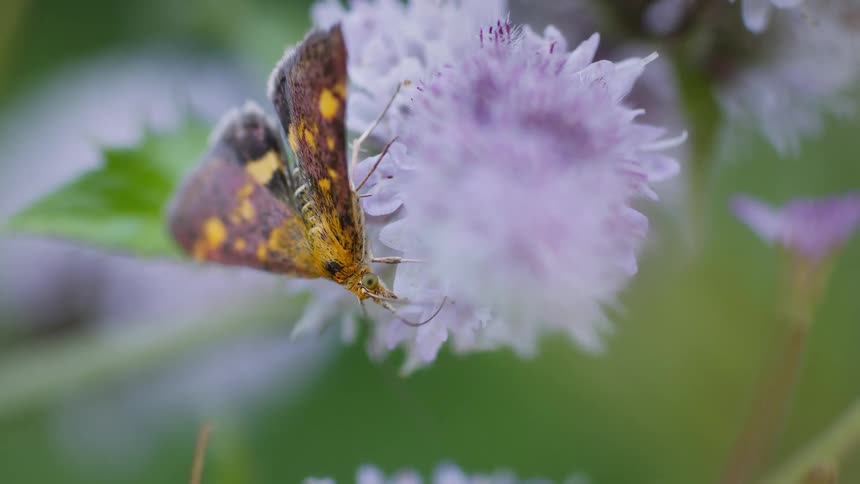 A moth is looking for necter on a flowering plant in the woods at midday