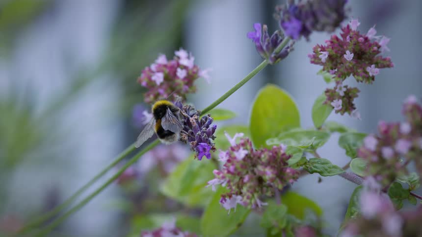 A bumblebee flies around a flowering plant in the garden at midday