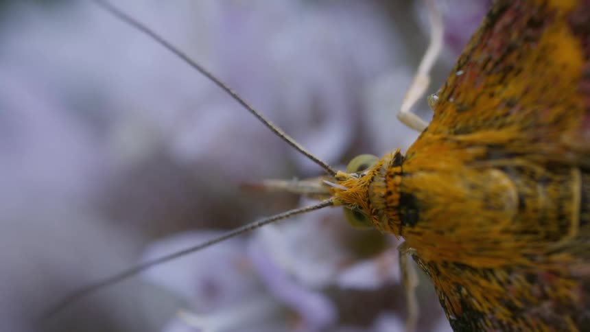 A small mint moth looks for nectar on flower, extreme closeup