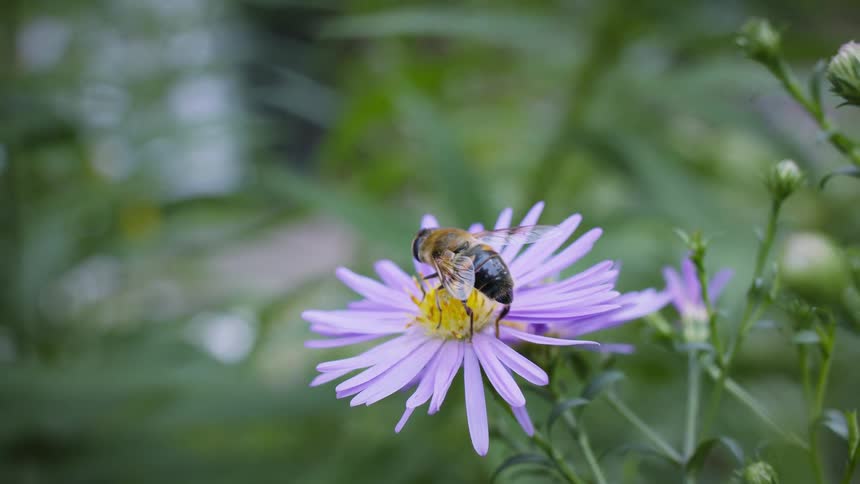Hoverfly, or common drone fly, on a yellow flower with purple petals